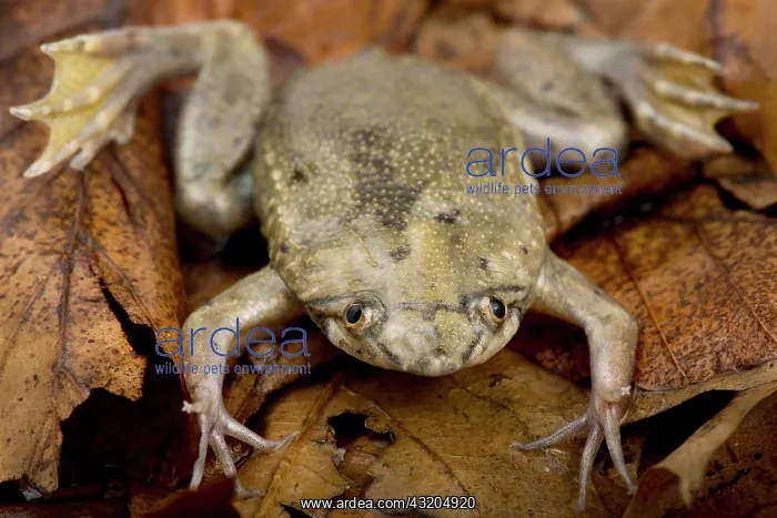 : Carvalho's Surinam toad (Pipa carvalhoi) on dead leaves : Carvalho's Surinam toad (Pipa carvalhoi) on dead leaves