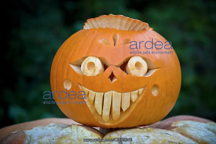 : Carved pumpkin for Halloween, Baden-Warttemberg : Carved pumpkin for Halloween, Baden-Warttemberg