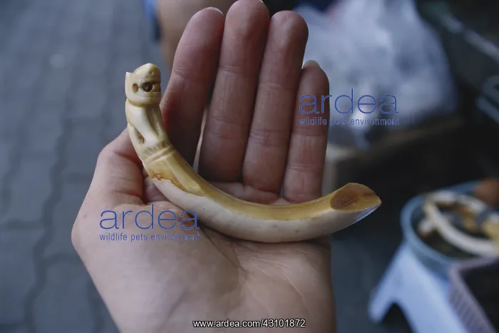 : Carved Tiger Tooth : Carved Tiger Tooth