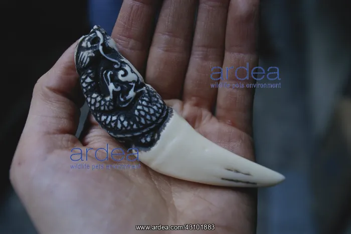 : Carved Tiger Tooth : Carved Tiger Tooth