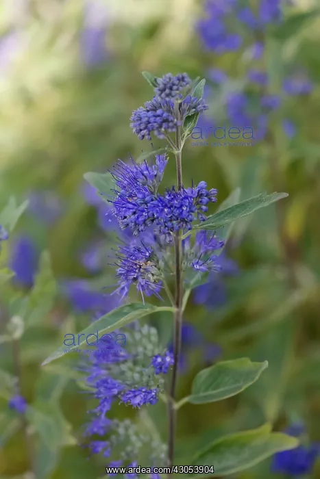 : Caryopteris : Caryopteris