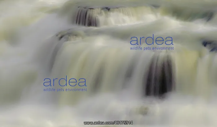 : Cascada Paine : Cascada Paine