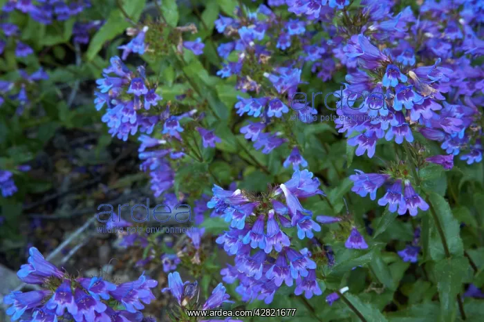 : Cascade Penstemon : Cascade Penstemon