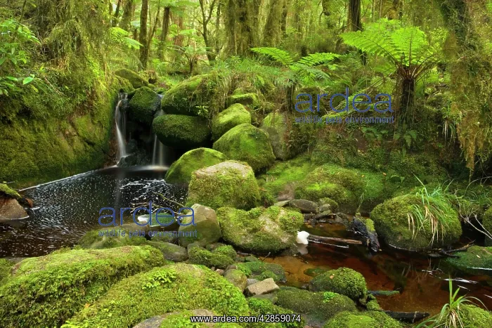 : cascade in rainforest - small waterfall and brook : cascade in rainforest - small waterfall and brook