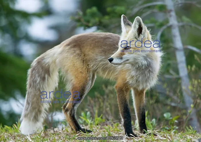 : Cascade Red Fox / Silver Phase Red Fox : Cascade Red Fox / Silver Phase Red Fox