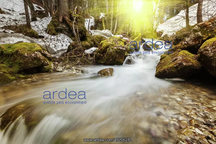 : Cascade of Sibli-Wasserfall. Rottach-Egern, Bava : Cascade of Sibli-Wasserfall. Rottach-Egern, Bava