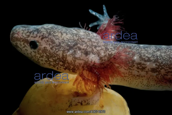 : Cascades Caverns Salamander : Cascades Caverns Salamander