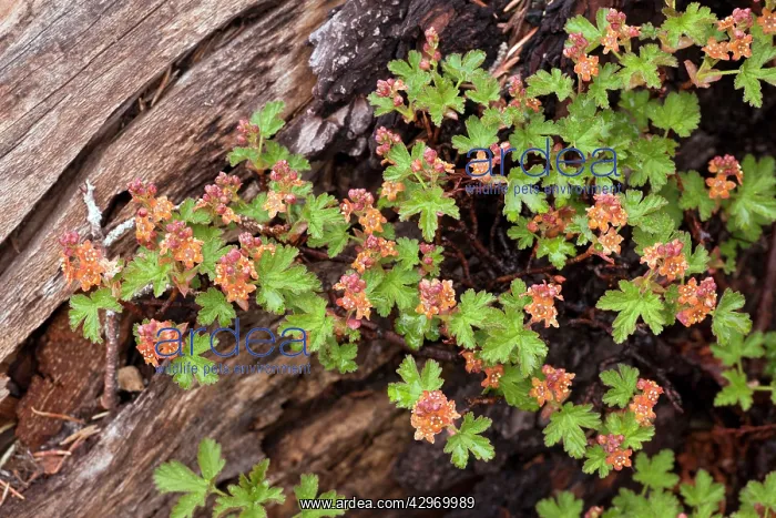 : Cascades Currant : Cascades Currant