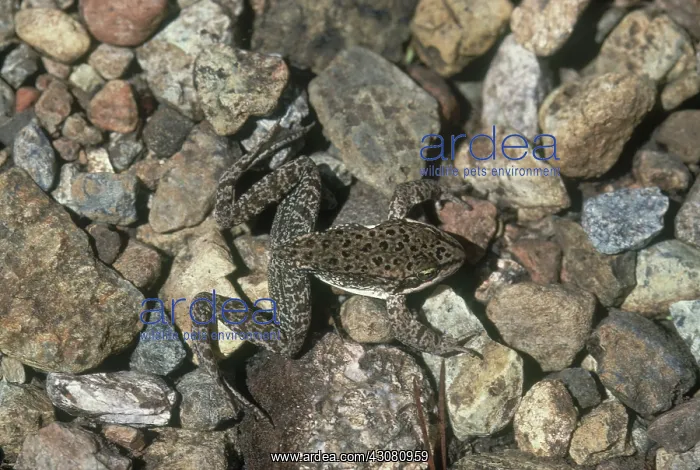: Cascades Frog : Cascades Frog