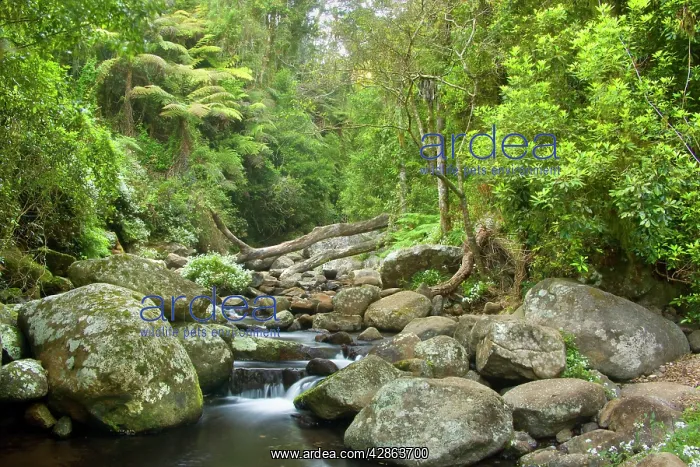 : Cascades in rainforest - creek cascades over boulders : Cascades in rainforest - creek cascades over boulders