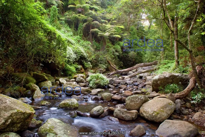 : Cascades in rainforest - creek cascades over boulders : Cascades in rainforest - creek cascades over boulders
