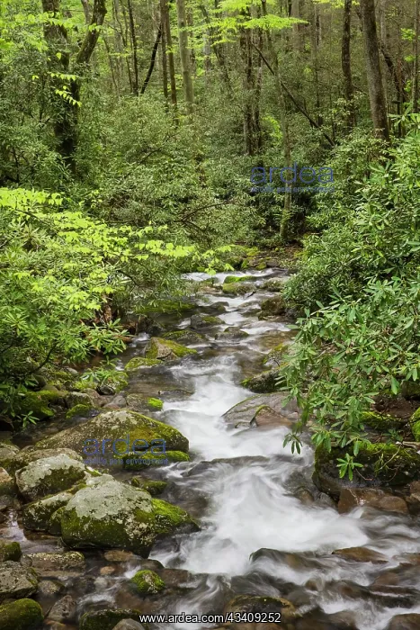 : Cascading mountain stream, Great Smoky Mountains : Cascading mountain stream, Great Smoky Mountains