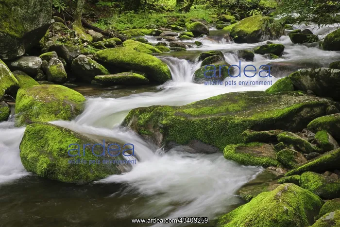 : Cascading mountain stream, Great Smoky Mountains : Cascading mountain stream, Great Smoky Mountains