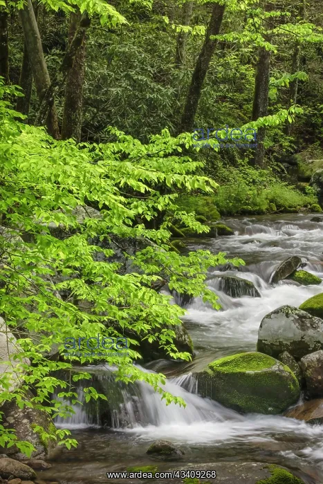 : Cascading mountain stream, Great Smoky Mountains : Cascading mountain stream, Great Smoky Mountains