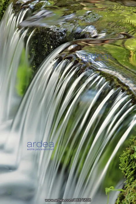 : Cascading water, Fern Spring, Yosemite National : Cascading water, Fern Spring, Yosemite National