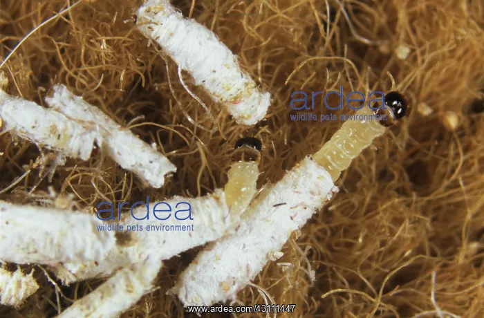 : Case-bearing clothes moth larvae : Case-bearing clothes moth larvae