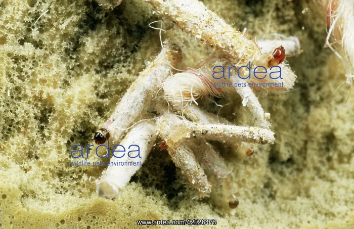 : Cased Clothes Moth Larvae / caterpillar - Under : Cased Clothes Moth Larvae / caterpillar - Under