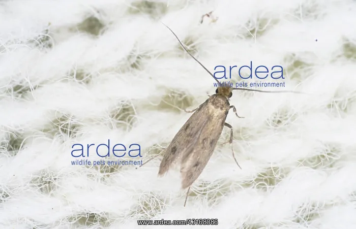 : Casemaking Clothes Moth (Tinea pellionella) : Casemaking Clothes Moth (Tinea pellionella)