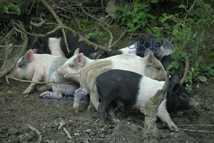 : Casentino grey piglets - Tuscany : Casentino grey piglets - Tuscany