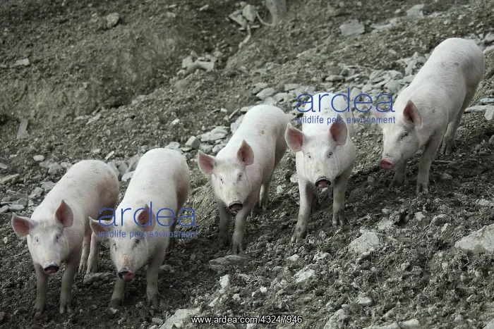 : Casentino grey pigs - Tuscany : Casentino grey pigs - Tuscany