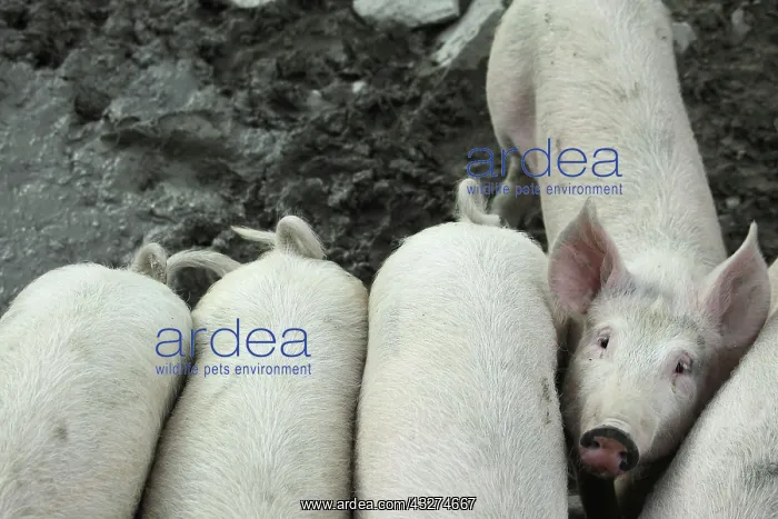 : Casentino grey pigs - Tuscany : Casentino grey pigs - Tuscany
