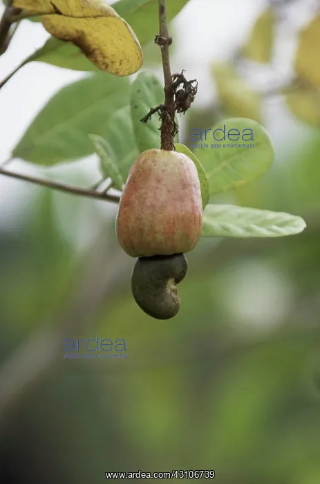 : Cashew Nut : Cashew Nut