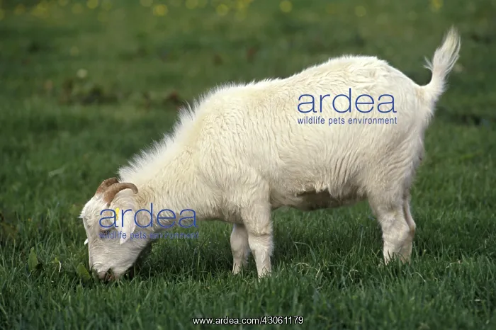 : Cashmere goat grazing Shetland islands : Cashmere goat grazing Shetland islands