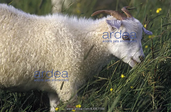 : Cashmere goat grazing Shetland islands : Cashmere goat grazing Shetland islands