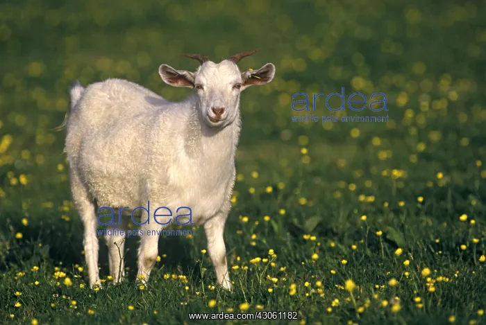 : Cashmere goat in a meadow Shetland islands : Cashmere goat in a meadow Shetland islands