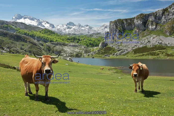 : Casinas Cows - on high cattle pastures : Casinas Cows - on high cattle pastures