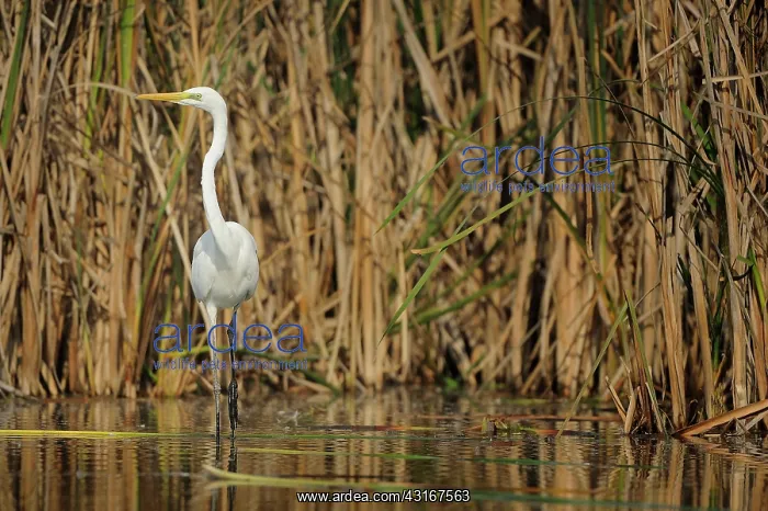 : Casmerodius albus Egretta alba Ardea alba Egret : Casmerodius albus Egretta alba Ardea alba Egret