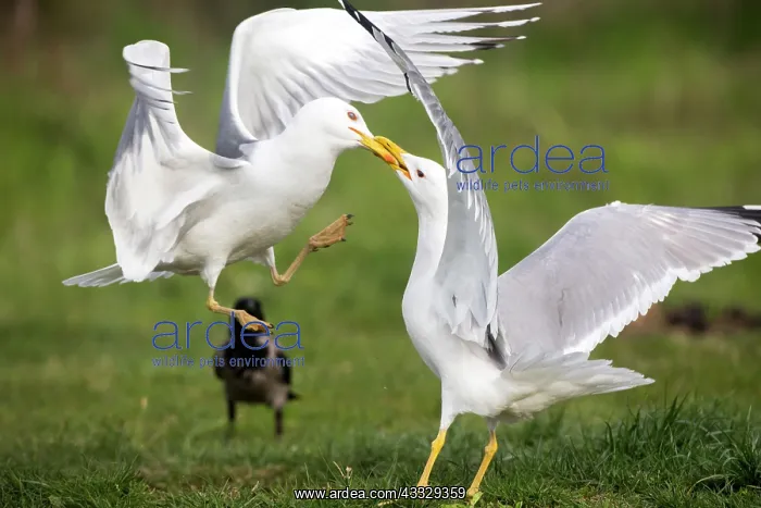: Caspian Gull (Larus cachinnans) fghting on ground : Caspian Gull (Larus cachinnans) fghting on ground