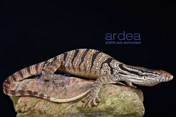 : Caspian monitor (Varanus griseus caspius), Iran : Caspian monitor (Varanus griseus caspius), Iran
