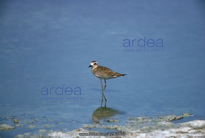 : Caspian Plover : Caspian Plover