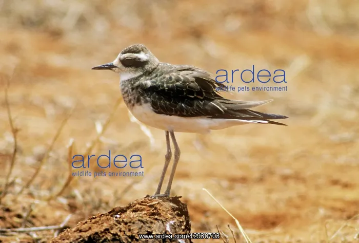 : CASPIAN PLOVER - JUVENILE : CASPIAN PLOVER - JUVENILE
