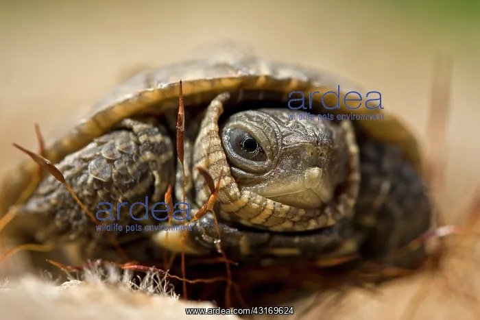 : Caspian Pond Turtle : Caspian Pond Turtle