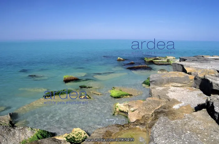 : Caspian Sea Shore - near Krasnovodsk town - summer : Caspian Sea Shore - near Krasnovodsk town - summer