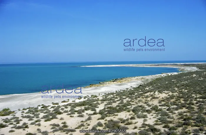 : Caspian Sea Shore - sand desert with scarce vegetation : Caspian Sea Shore - sand desert with scarce vegetation