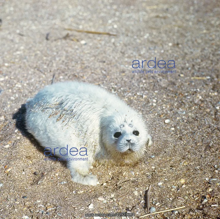 : Caspian Seal - 2 - 3 days old : Caspian Seal - 2 - 3 days old