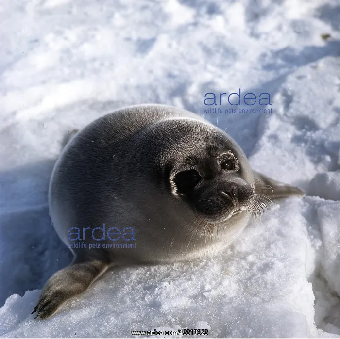  : CASPIAN SEAL - on ice