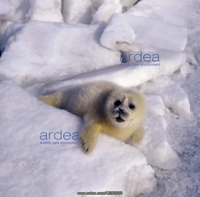 : Caspian Seal - pup - fur changing from yellow to white : Caspian Seal - pup - fur changing from yellow to white
