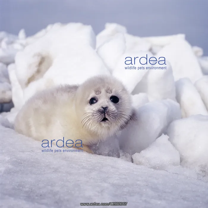  : CASPIAN SEAL - pup on ice