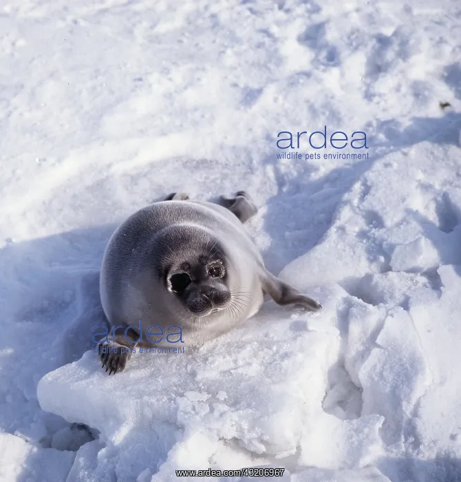 : CASPIAN SEAL - pup on ice : CASPIAN SEAL - pup on ice