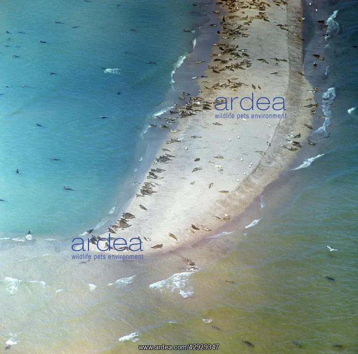 : Caspian Seals - colony on beach of Caspian Sea : Caspian Seals - colony on beach of Caspian Sea