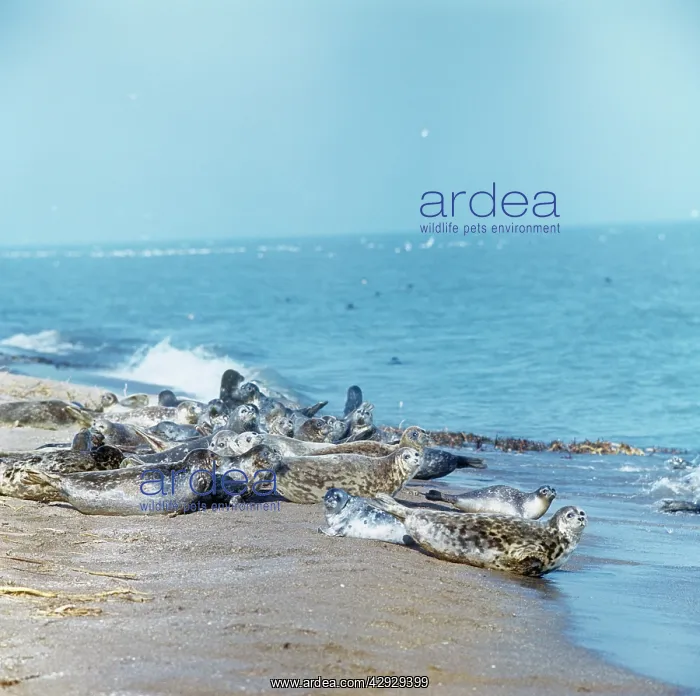 : Caspian Seals - group on beach : Caspian Seals - group on beach