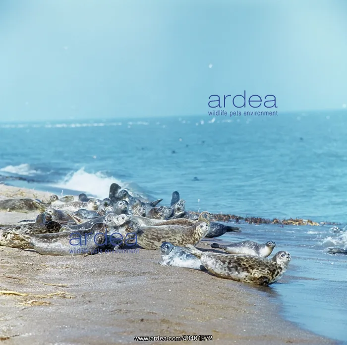 : Caspian Seals - group on beach : Caspian Seals - group on beach