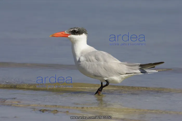 : Caspian Tern : Caspian Tern