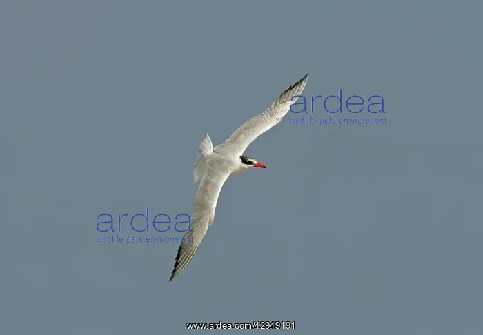 : Caspian Tern : Caspian Tern
