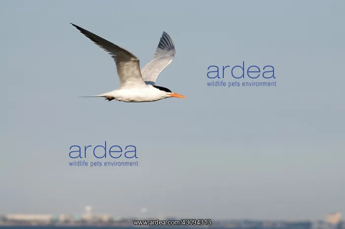 : Caspian Tern : Caspian Tern