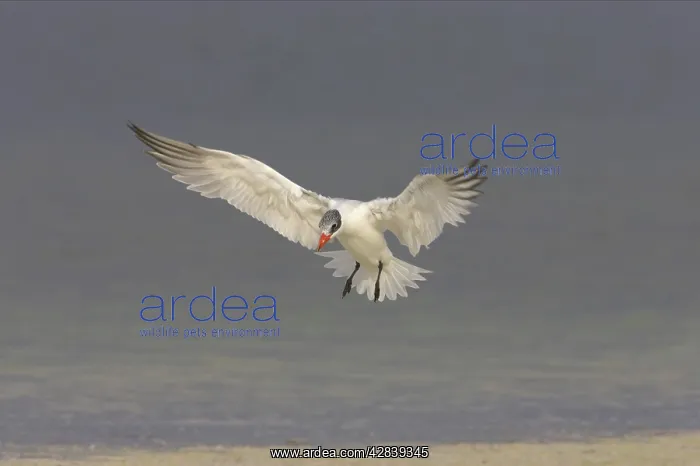 : Caspian Tern coming in to land : Caspian Tern coming in to land